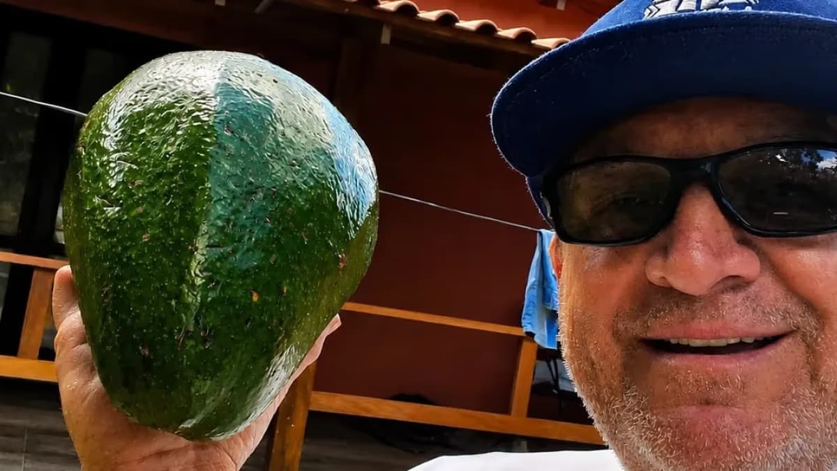 Abacate gigante no ES quase bate recorde mundial