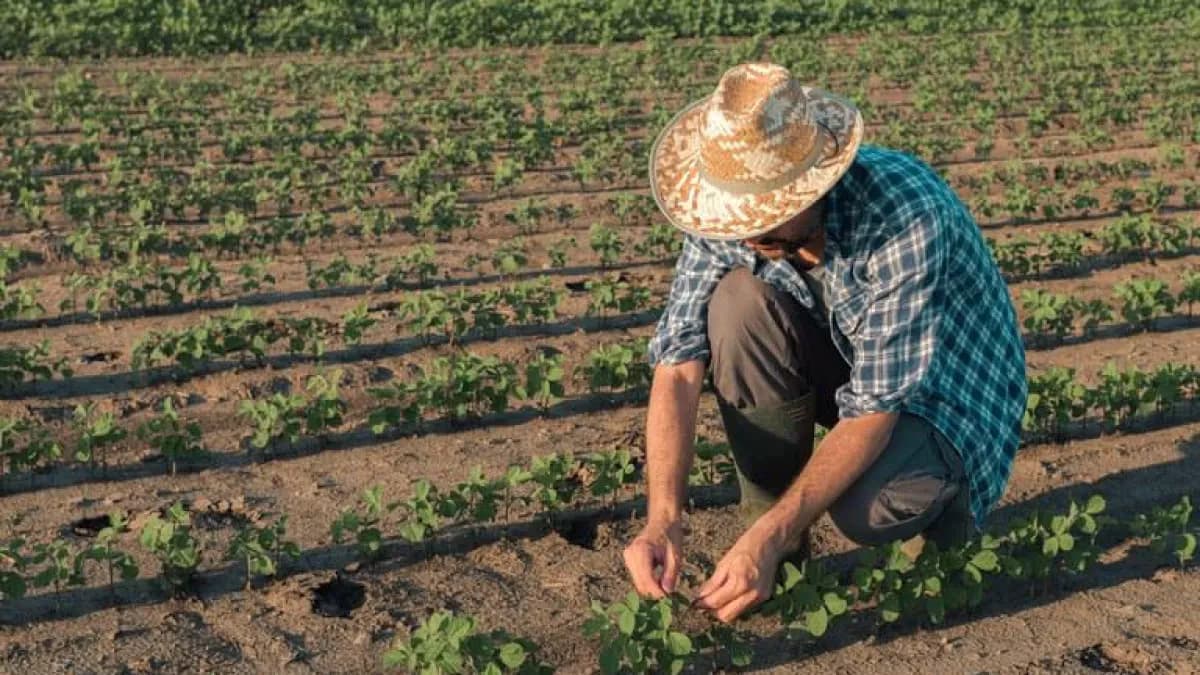 Agricultura Familiar: 40% do PIB agropecuário do RS