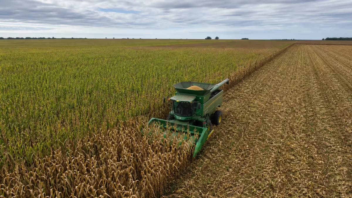 Agroconsult prevê 115,8 mi de t na 2ª safra de milho