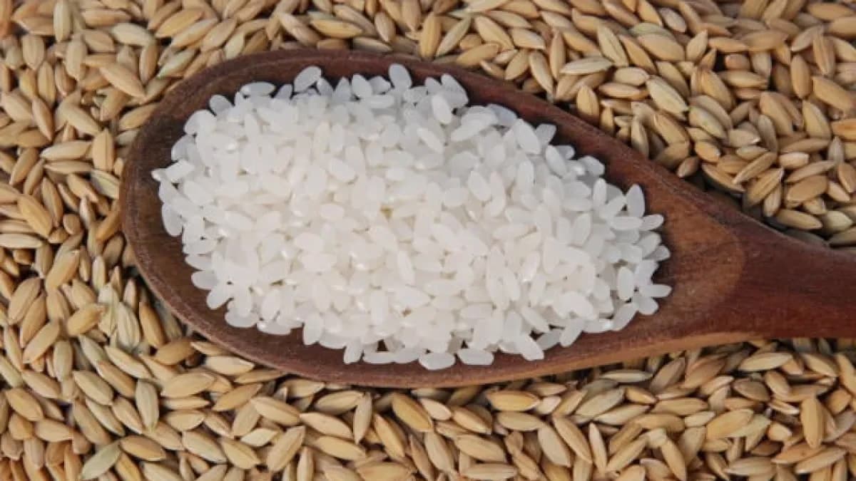 Arroz atinge maior preço desde setembro de 2025