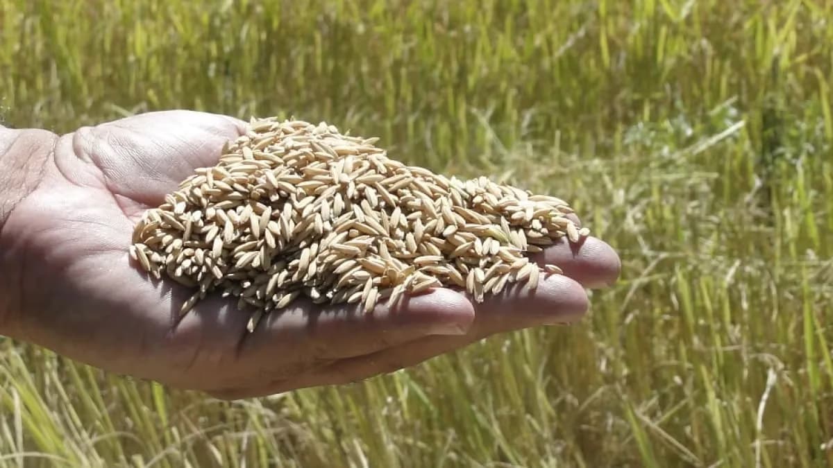 Arroz sobe no RS com oferta limitada; chuvas freiam negócios