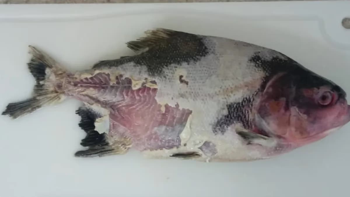 Bactéria inédita que ataca peixes é identificada no Brasil