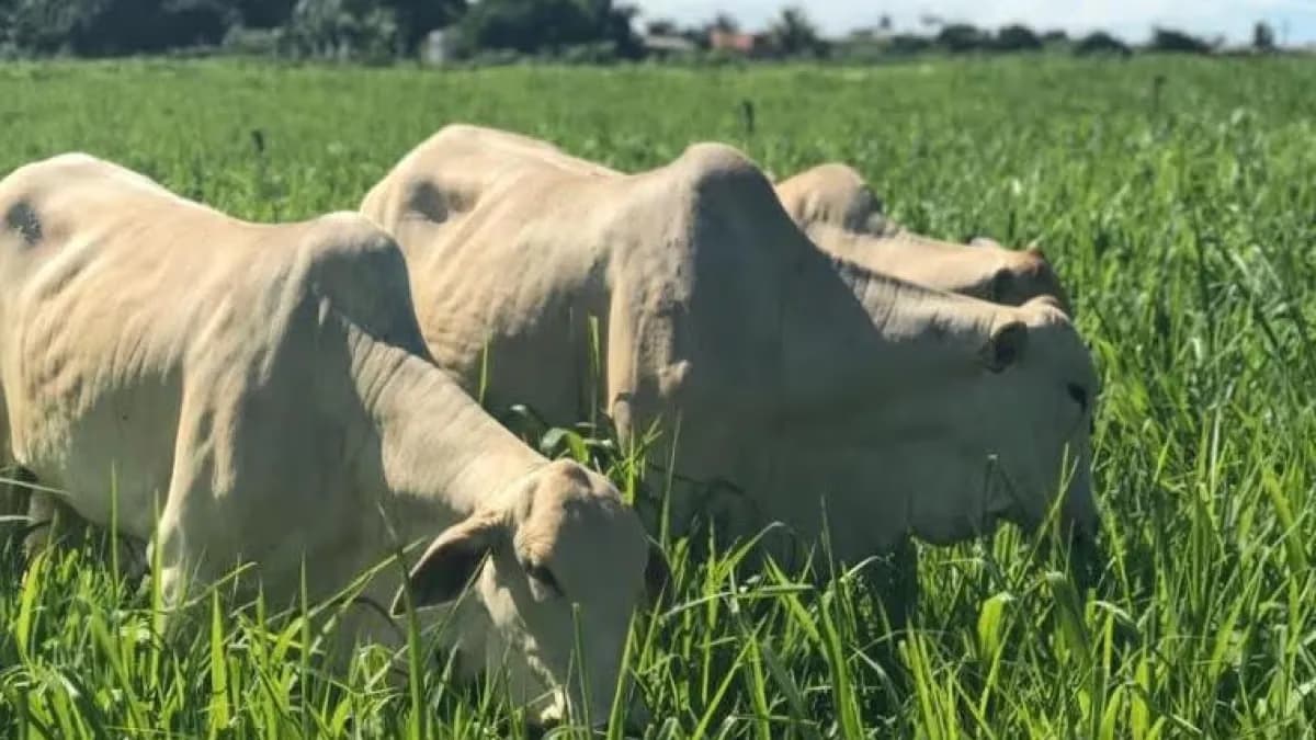 Boi gordo: oferta curta mantém preços em alta