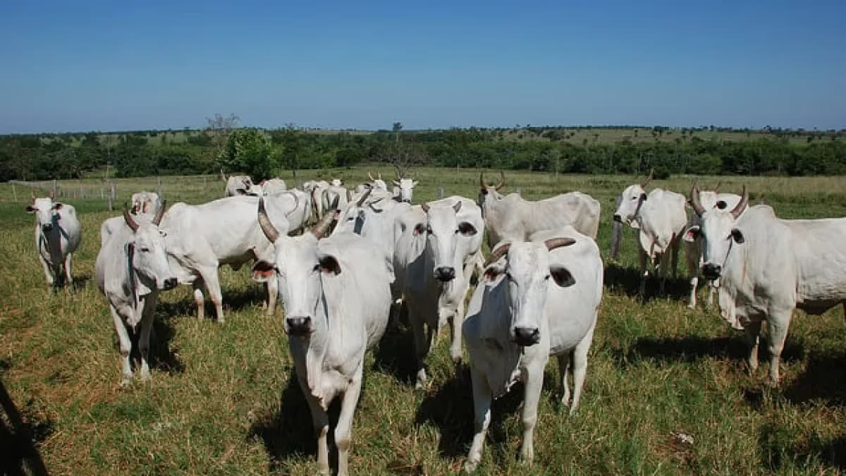 Boi gordo sobe no atacado com Dia dos Pais aquecido