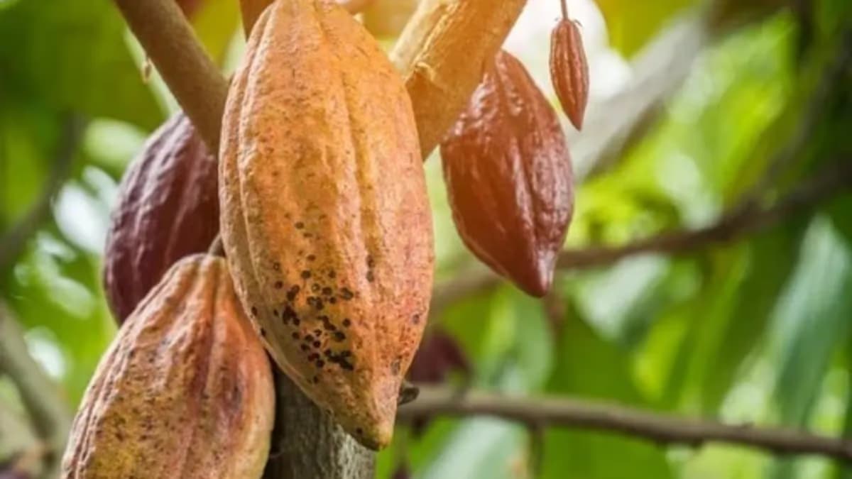 Bolsa pós-doutorado de R$12,5 mil na UFSCar em projeto do cacau