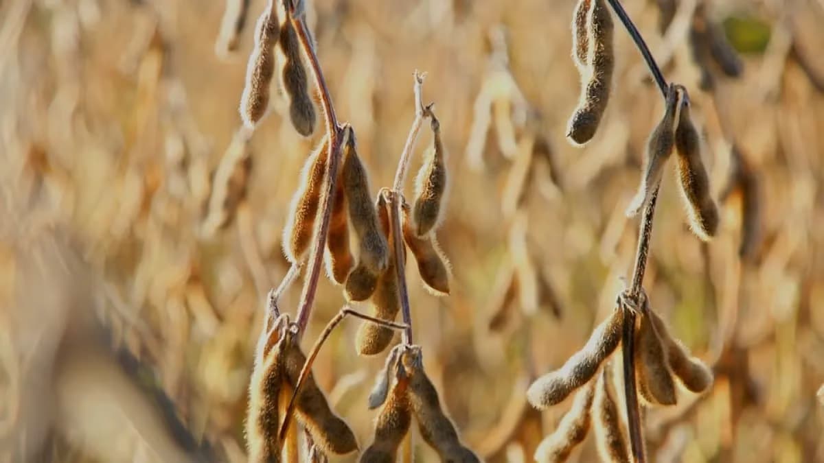Brasil pode exportar 110 mi de t de soja na safra 26/27