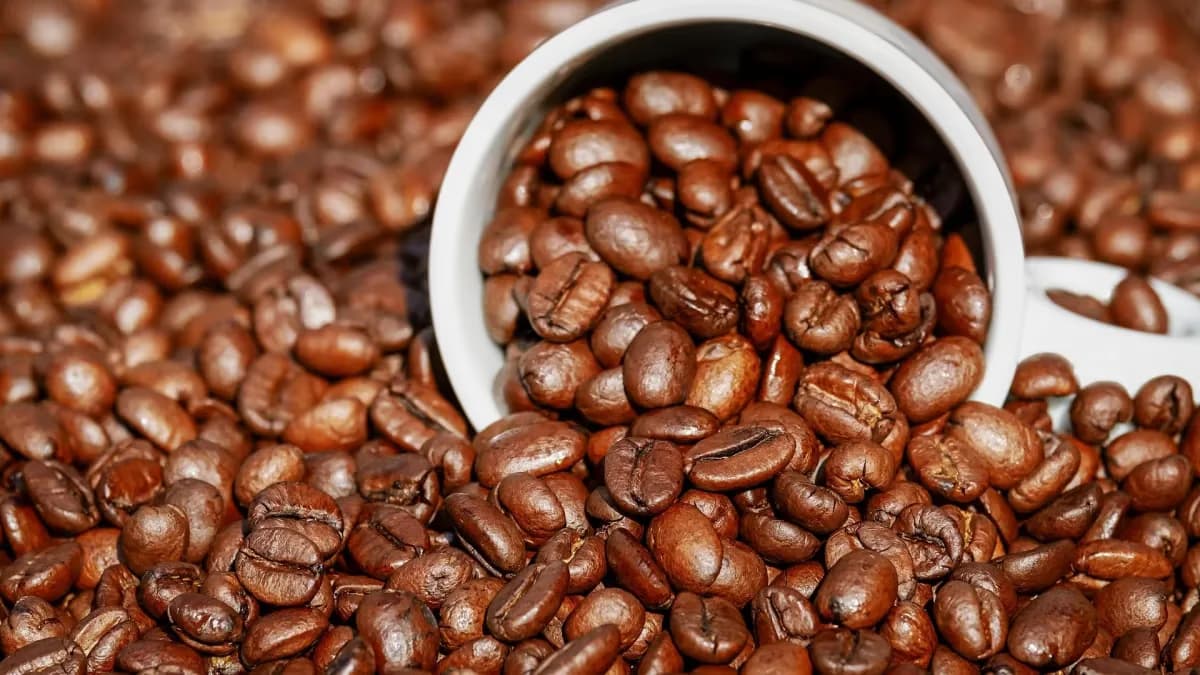 Café arábica: alta sustentada por clima e safra, diz Cepea