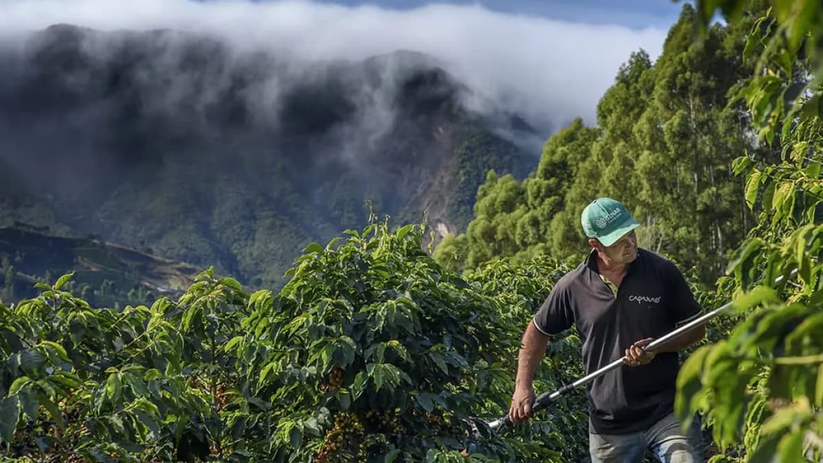Café: poder de compra de fertilizantes melhora e anima safra