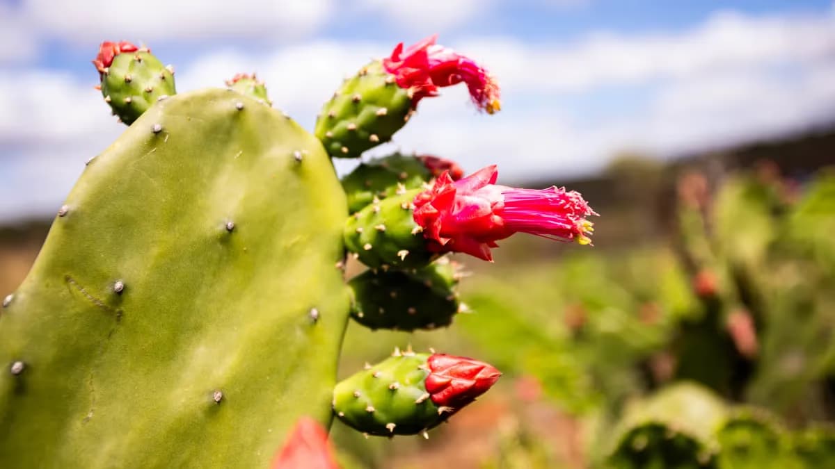 Cardápio Forrageiro: plantas resistentes para pecuária no Semiárido