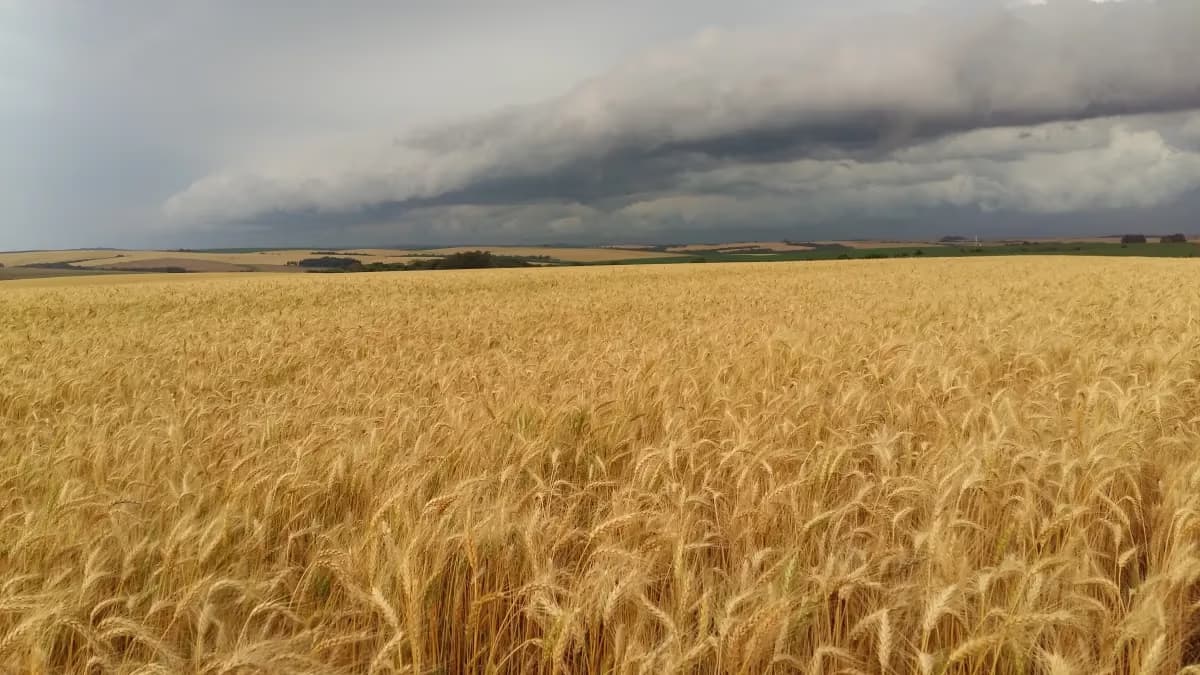 Chuva ameaça lavouras de trigo; colheita da cana avança