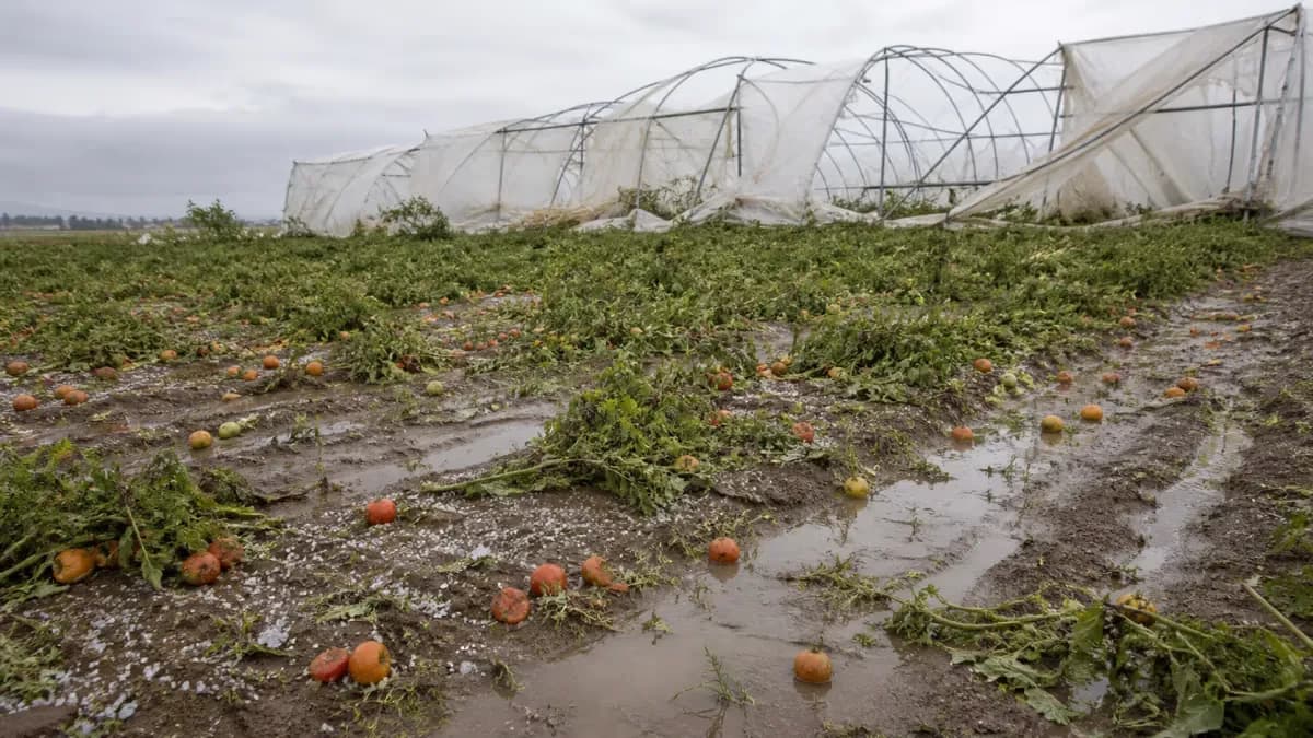 Chuva destrói experimento com tomates do IAC em Ribeirão Preto