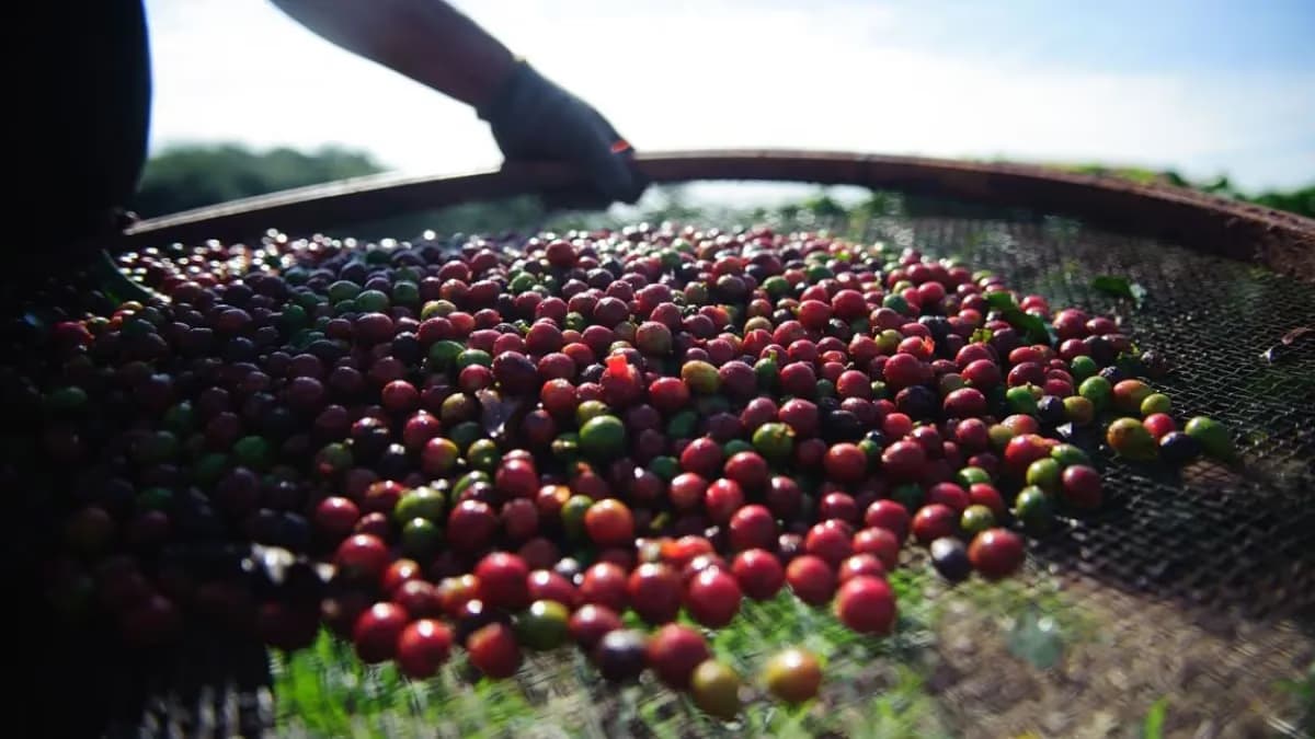 Chuvas em junho afetam colheita do café e ameaçam safra