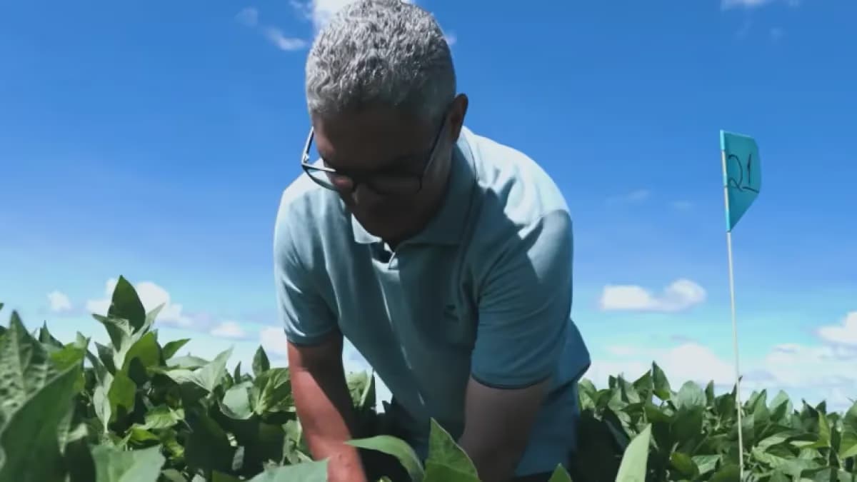 Cientista da soja vence prêmio por pesquisa contra seca