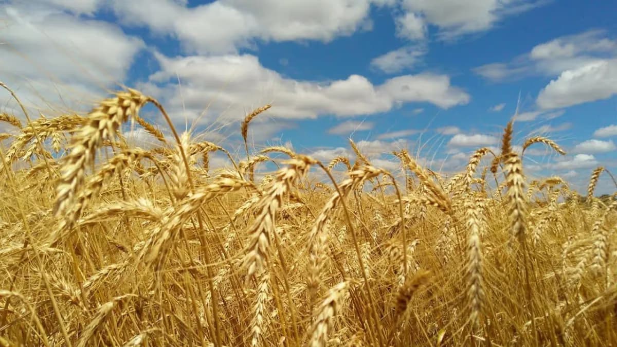 Clima favorece trigo e milho segunda safra