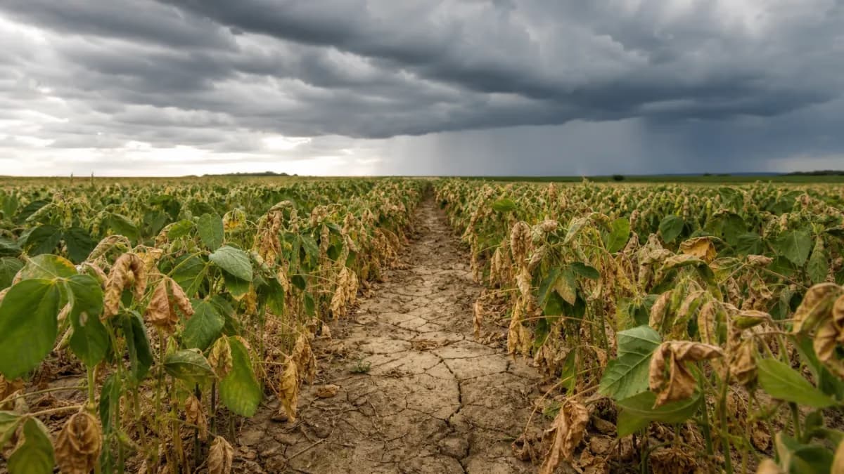 Colheita da safrinha de milho atinge 60% no centro-sul, diz AgRural