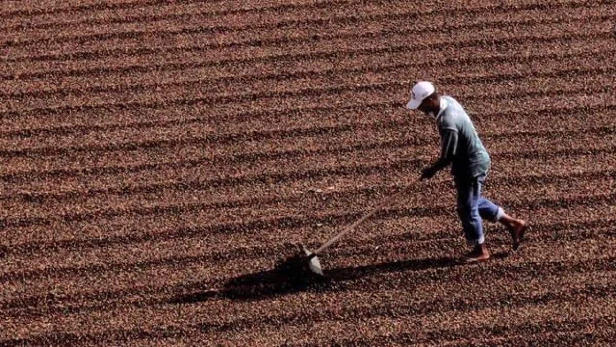 Colheita de café atinge 78% e ainda está atrasada no Brasil