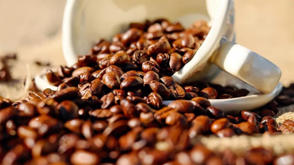Colheita de café no Brasil atinge 64% e segue atrasada