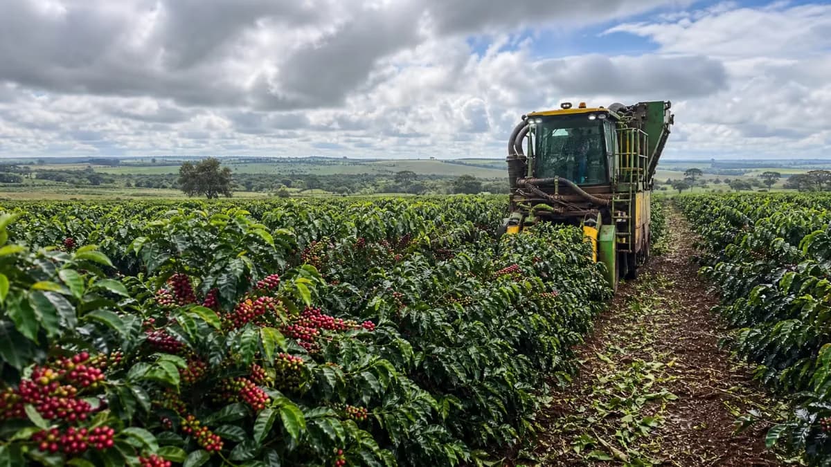 Colheita de café no Cerrado Mineiro chega a 60% da área