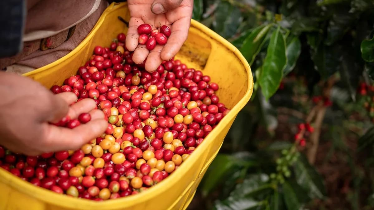 Colheita de café no Cerrado Mineiro chega a 60% da área