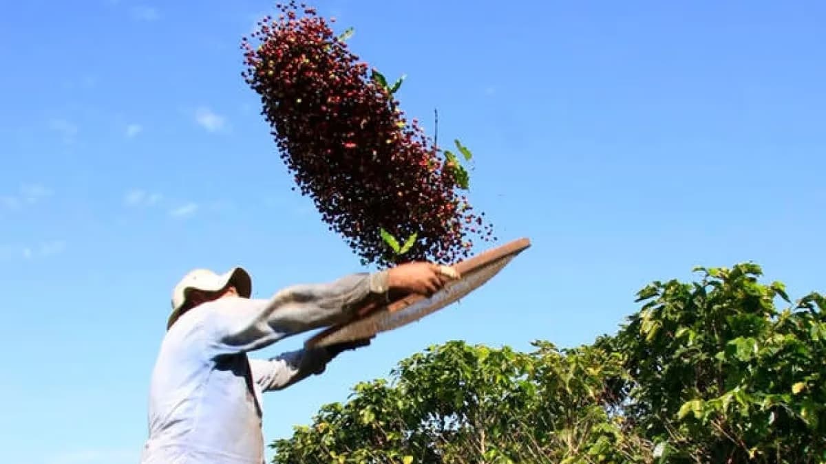 Colheita de café no Cerrado Mineiro chega a 66% e chuva atrasa ritmo