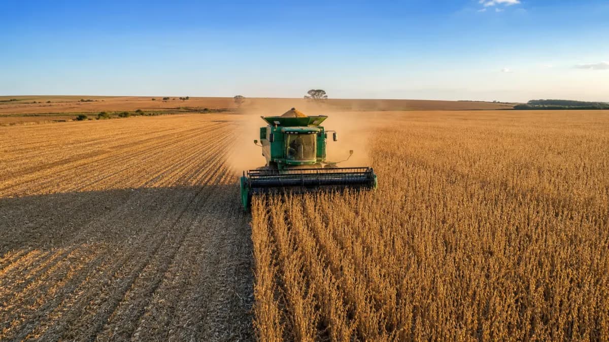 Colheita de milho em MT atinge 20,86% da área