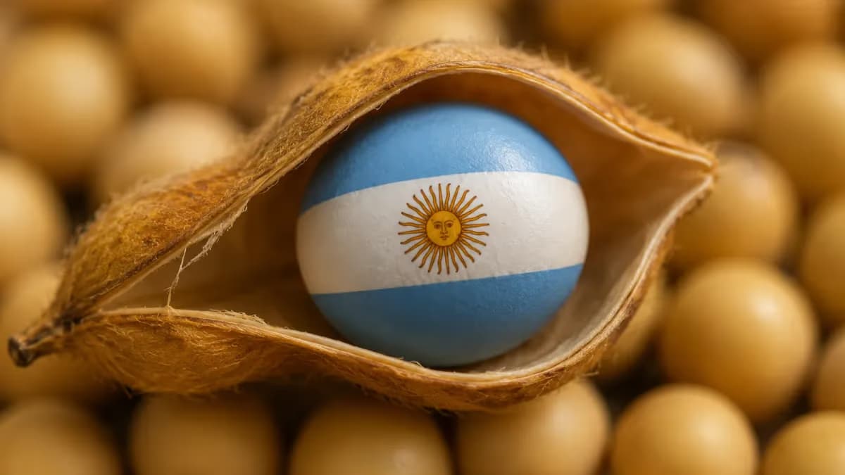 Colheita de soja na Argentina chega a 99,9% da área