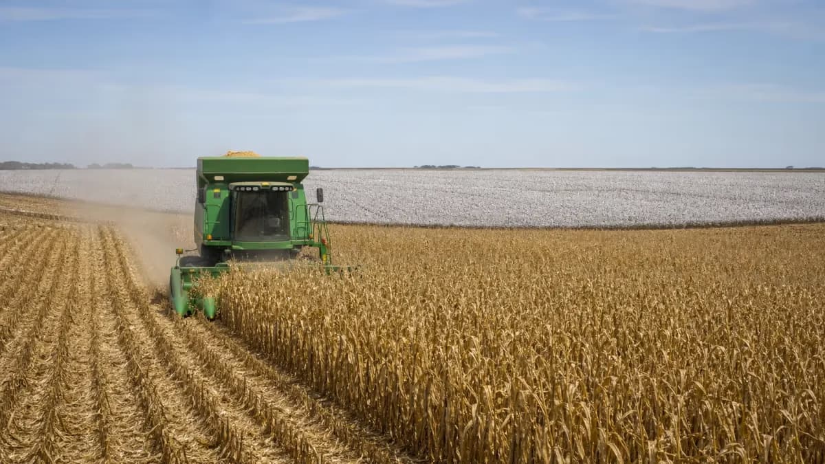 Colheita do milho em MT atinge 44,27% da área