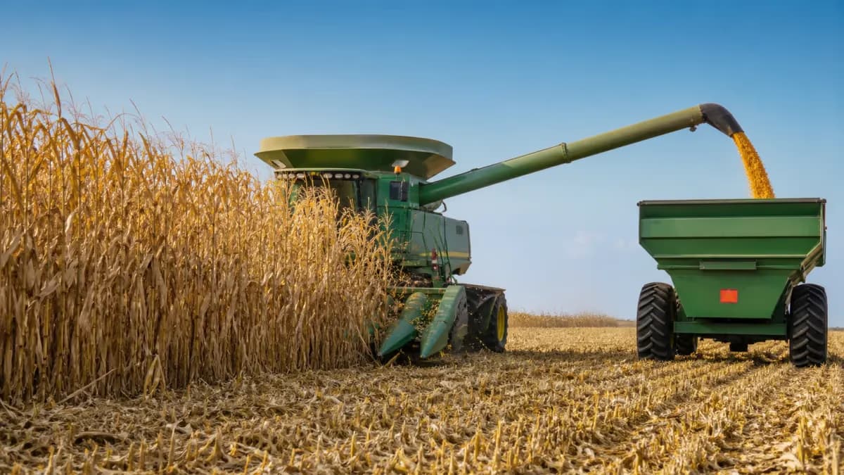 Colheita do milho inverno 2025/26 chega a 38,9% no país