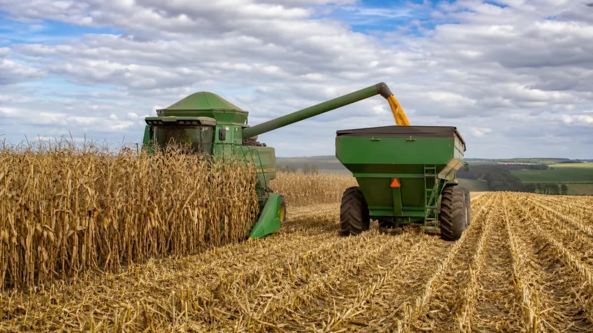 Colheita do milho safrinha 2025/26 atinge 58,3% no Brasil
