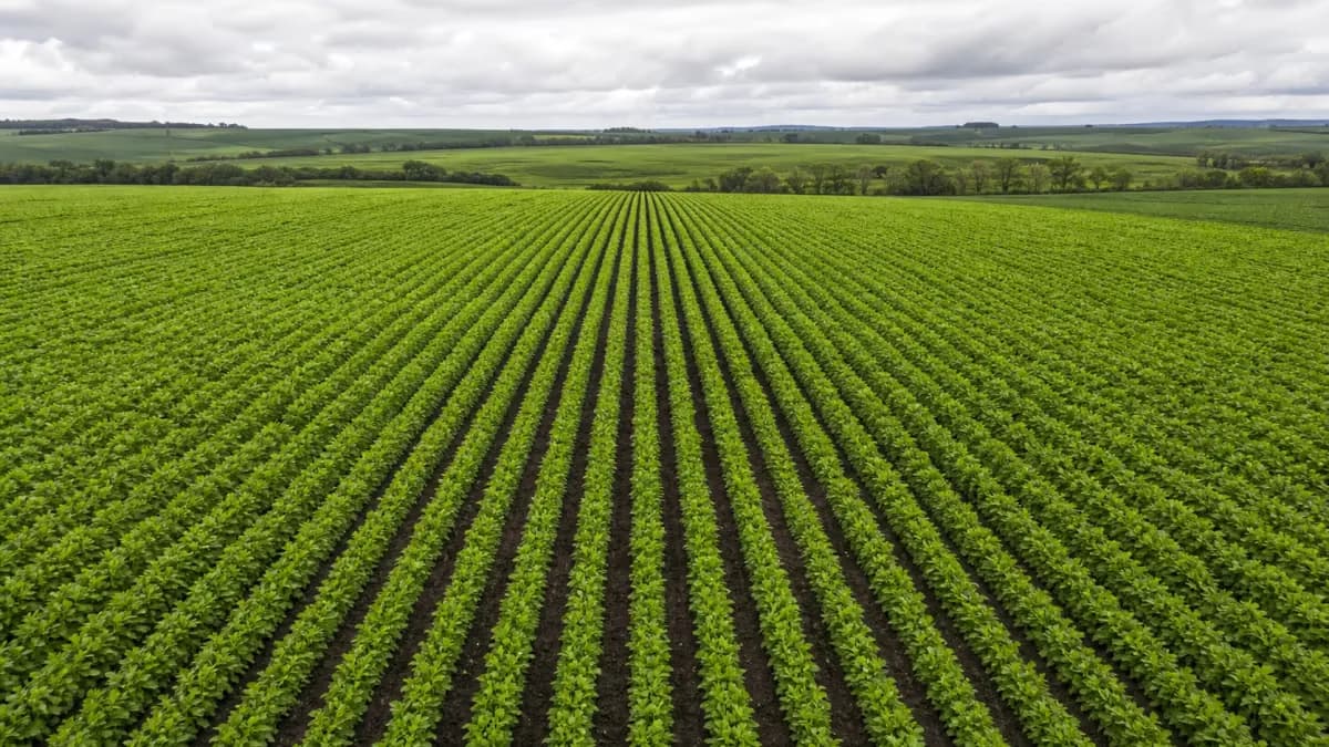 Conab: vegetação de inverno supera média histórica