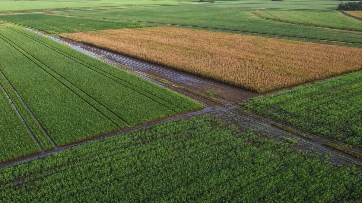 Conab: vegetação do trigo avança e milho safrinha tem boas condições