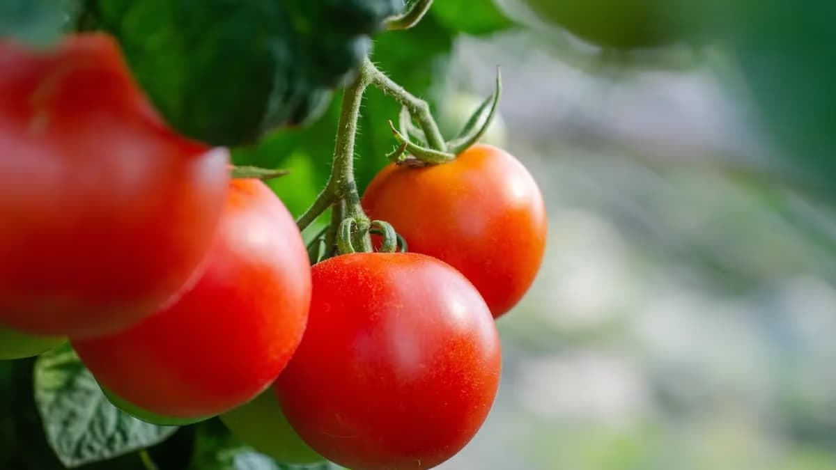 Concurso do melhor tomate do Brasil volta após 12 anos