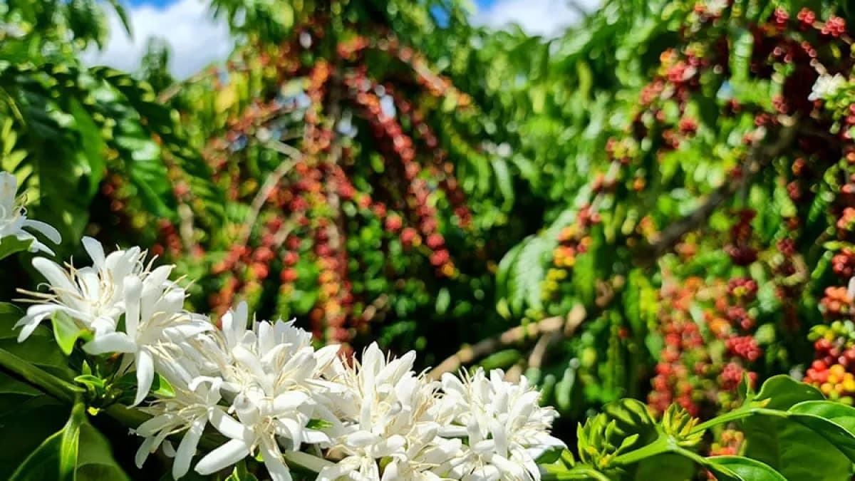 Concurso premia melhores cafés robustas amazônicos