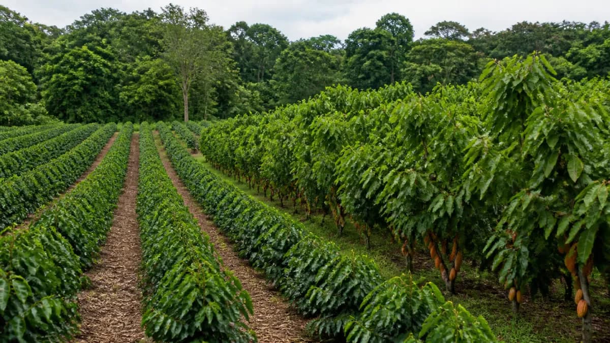 Coopercitrus e Yara avaliam projetos de café e cacau