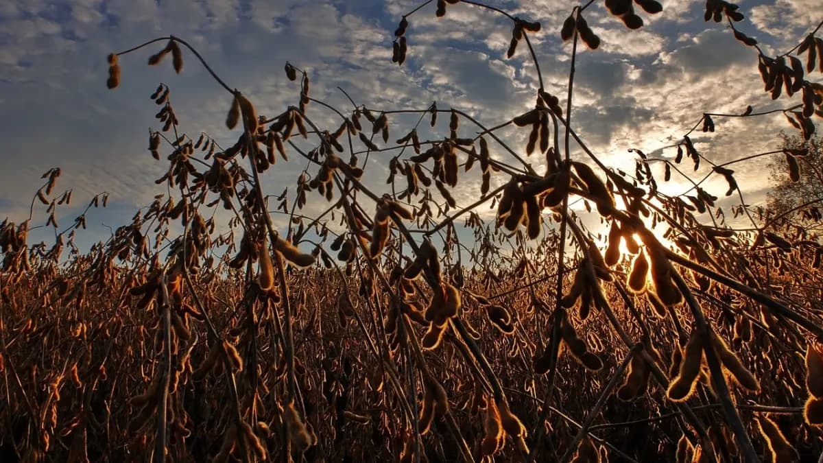 Cotações da soja fecham junho com altas e baixas