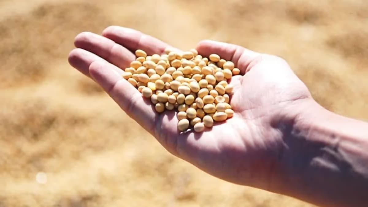 Cotações da soja sobem no Brasil após relatório do USDA