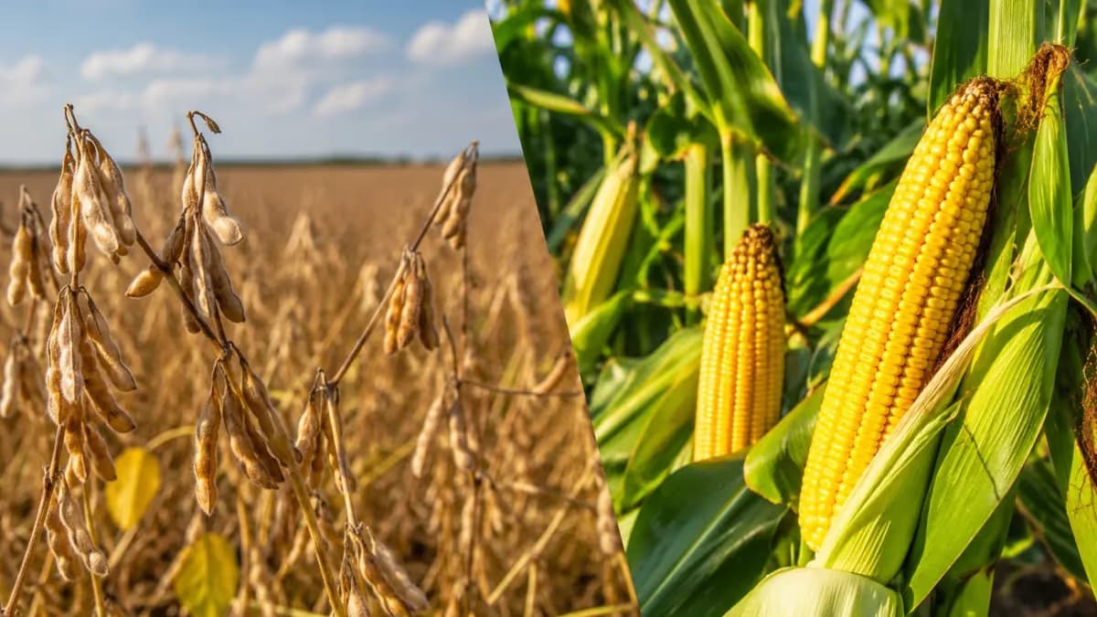 Datagro prevê recorde de milho e alta da soja em 2026/27