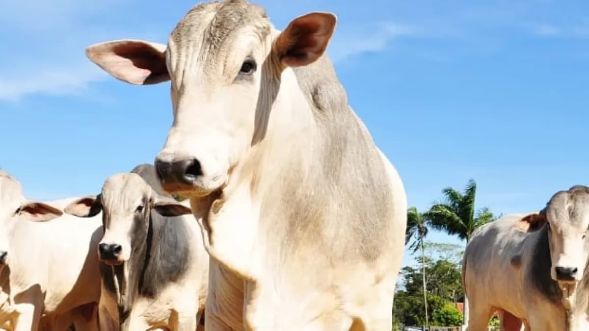 Dia de Campo ensina recuperar pastagens degradadas na pecuária