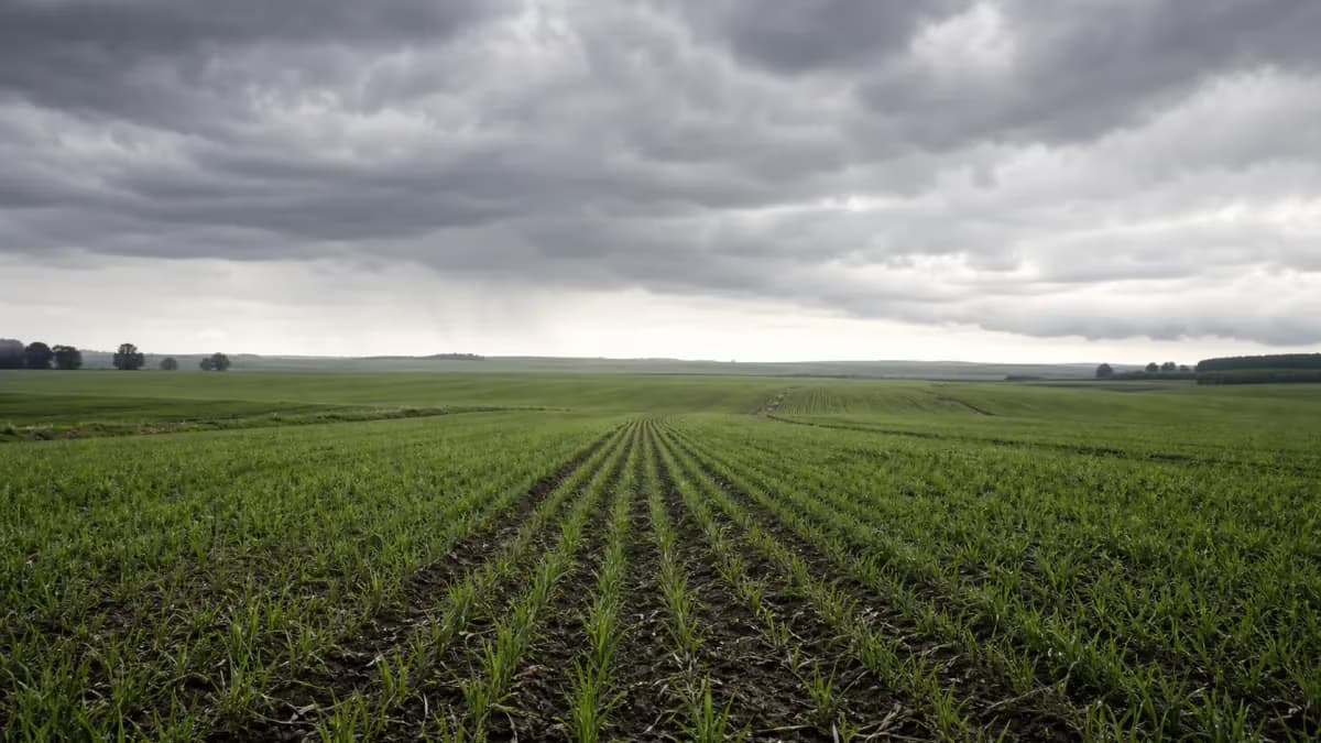 El Niño intenso pode forçar replantio de soja e elevar custos