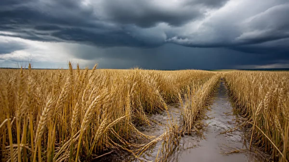 El Niño pode reduzir produção de trigo no Sul