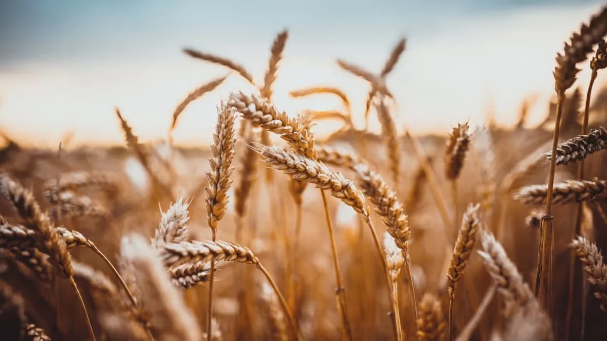 El Niño: produção de trigo deve cair 20%, alerta Itaú BBA