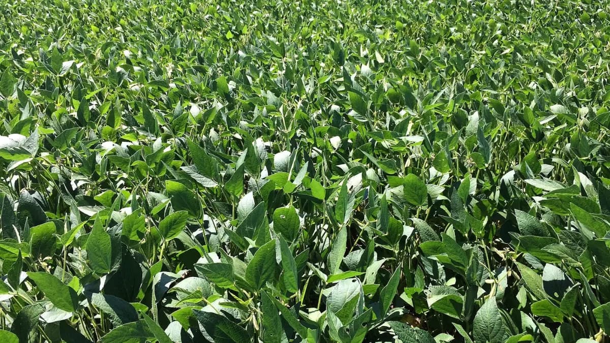 El Niño ‘superpoderoso’ ameaça safra de soja 26/27