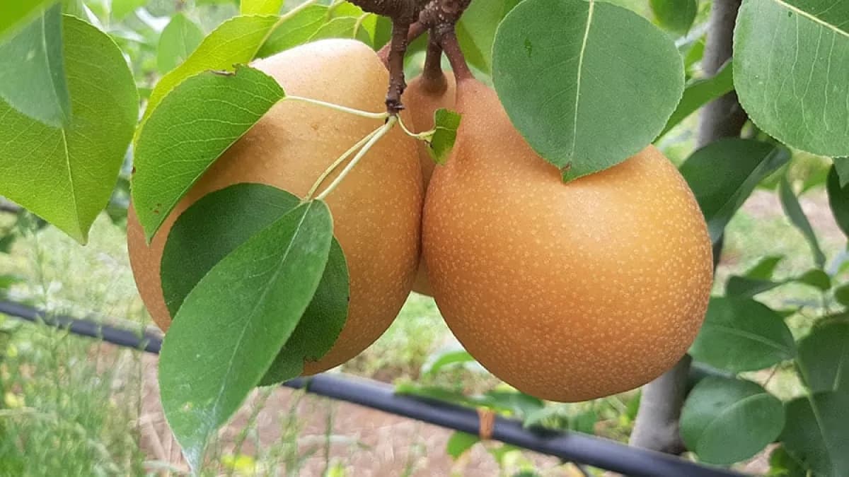 Embrapa lança pera resistente a doenças após 20 anos