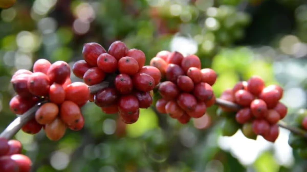 ES lança mostra para vender café conilon de alta qualidade