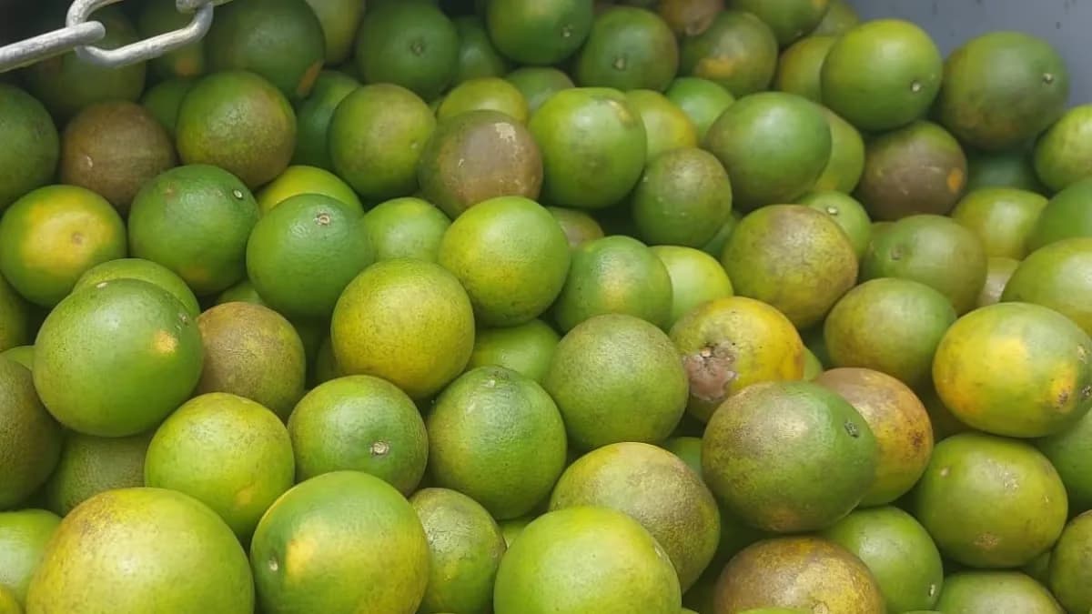 Exportações de suco de laranja caem 30% com demanda fraca