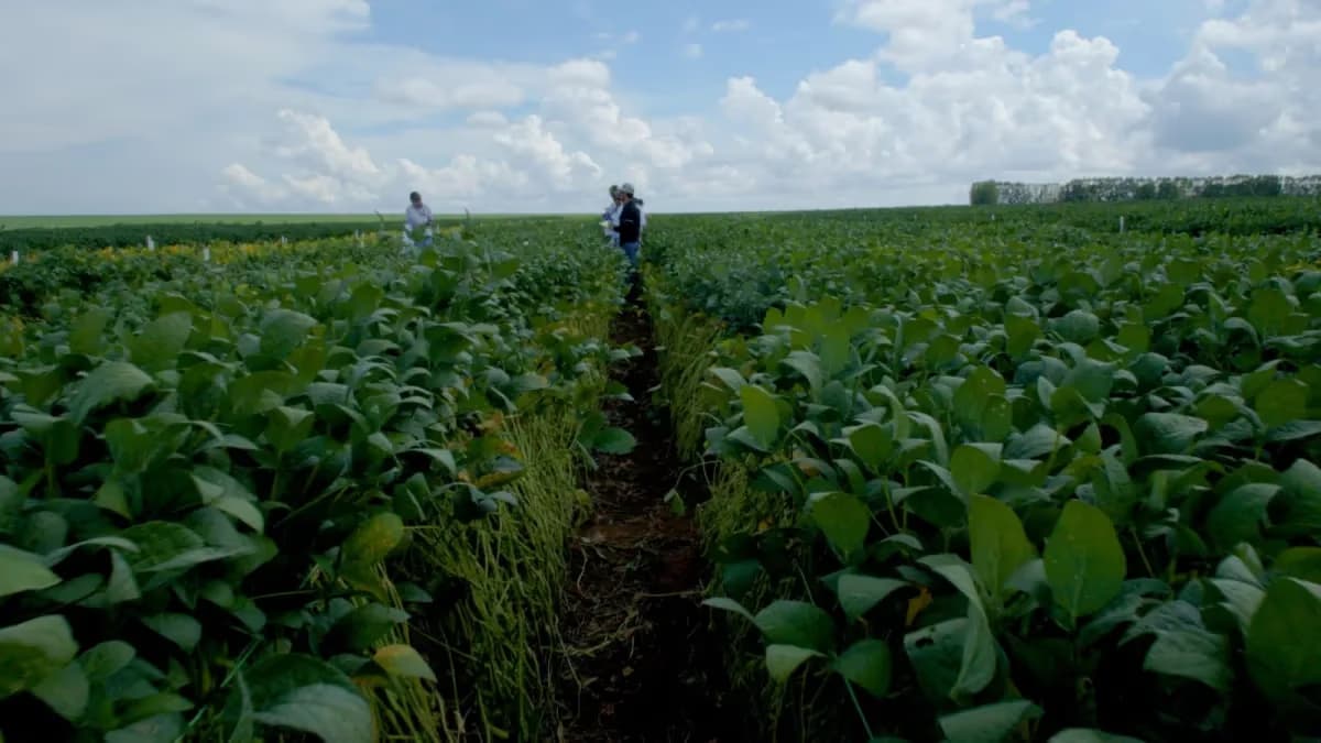 FAO: Bioinsumos reduzem custos e elevam produtividade