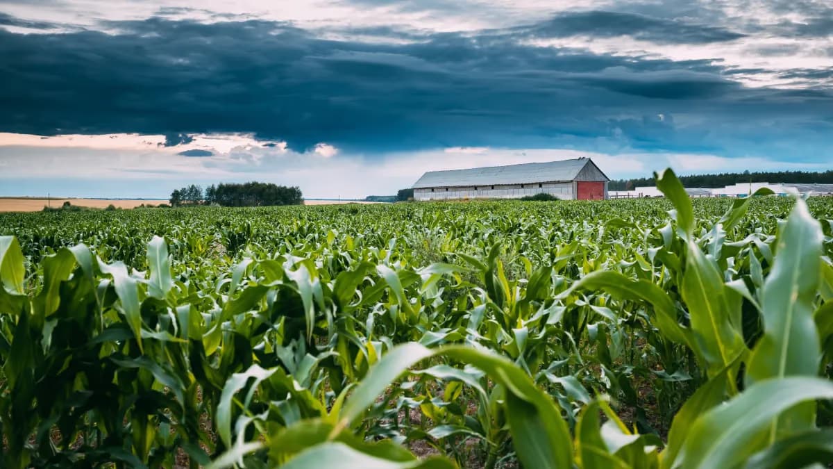 FAO: Brasil tem nova agricultura para mostrar ao mundo