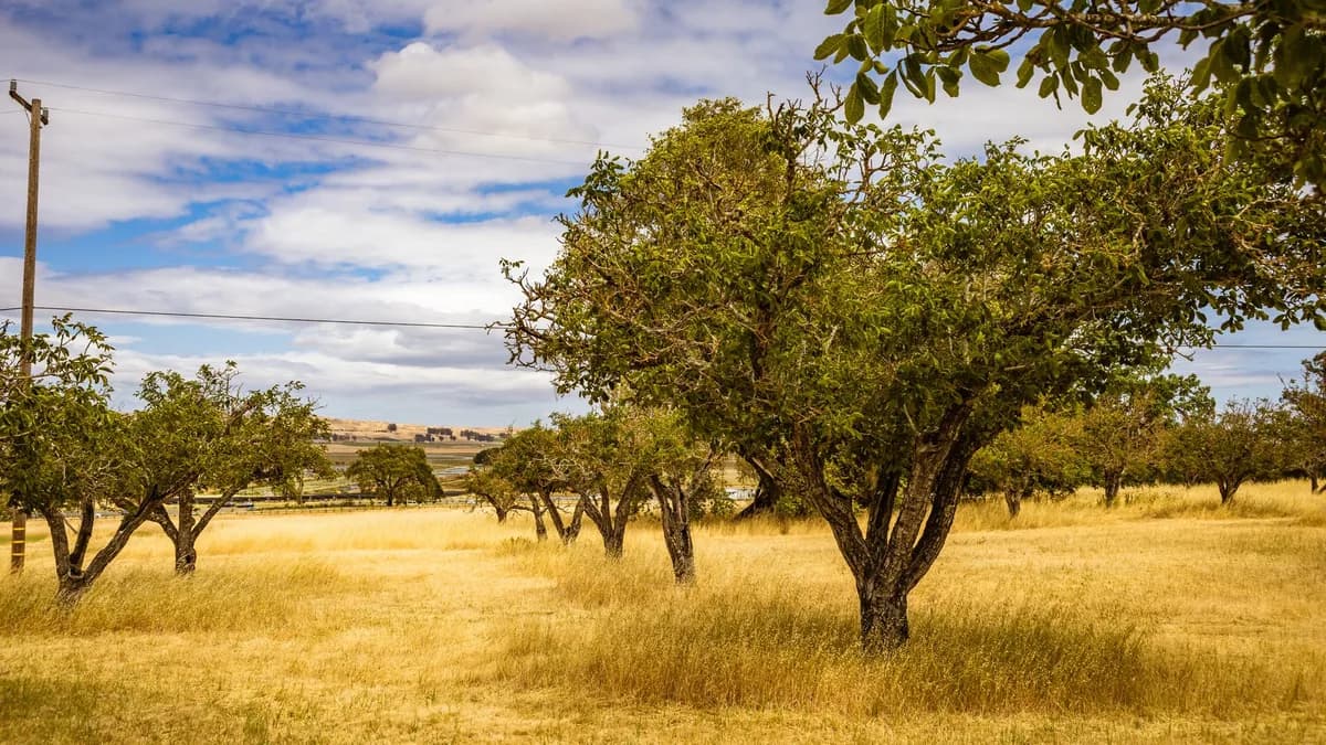 Ferrero destaca resiliência em cadeia com FERRERO FARMING VALUES