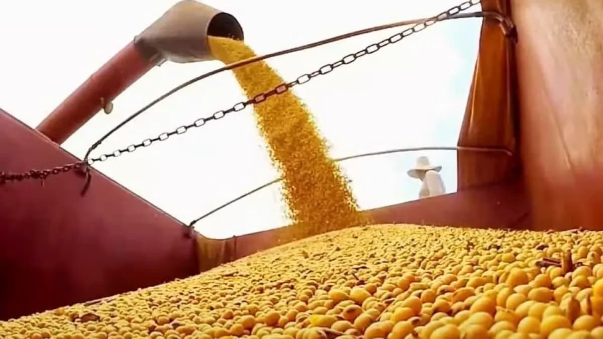 Fertilizantes na soja: onde está o ganho de eficiência? Especialista explica