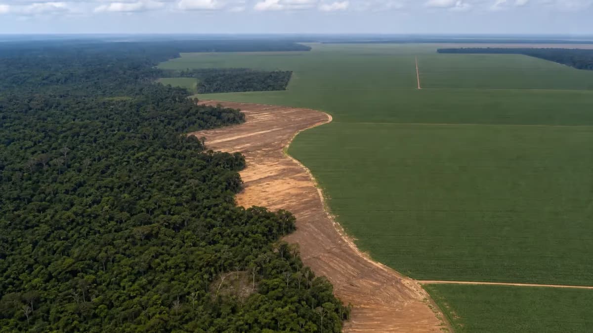 Fim da Moratória da Soja pode desmatar 1,4 milhão de hectares